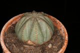 Euphorbia obesa RCP12-2015 (12).JPG